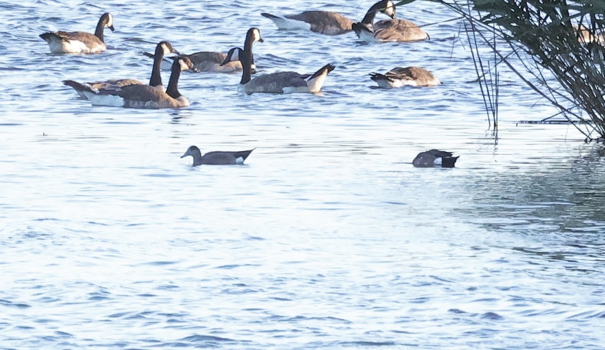 American Wigeon - ML619836846