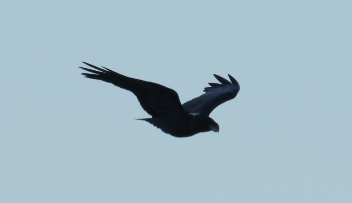 Corbeau à nuque blanche - ML619836851