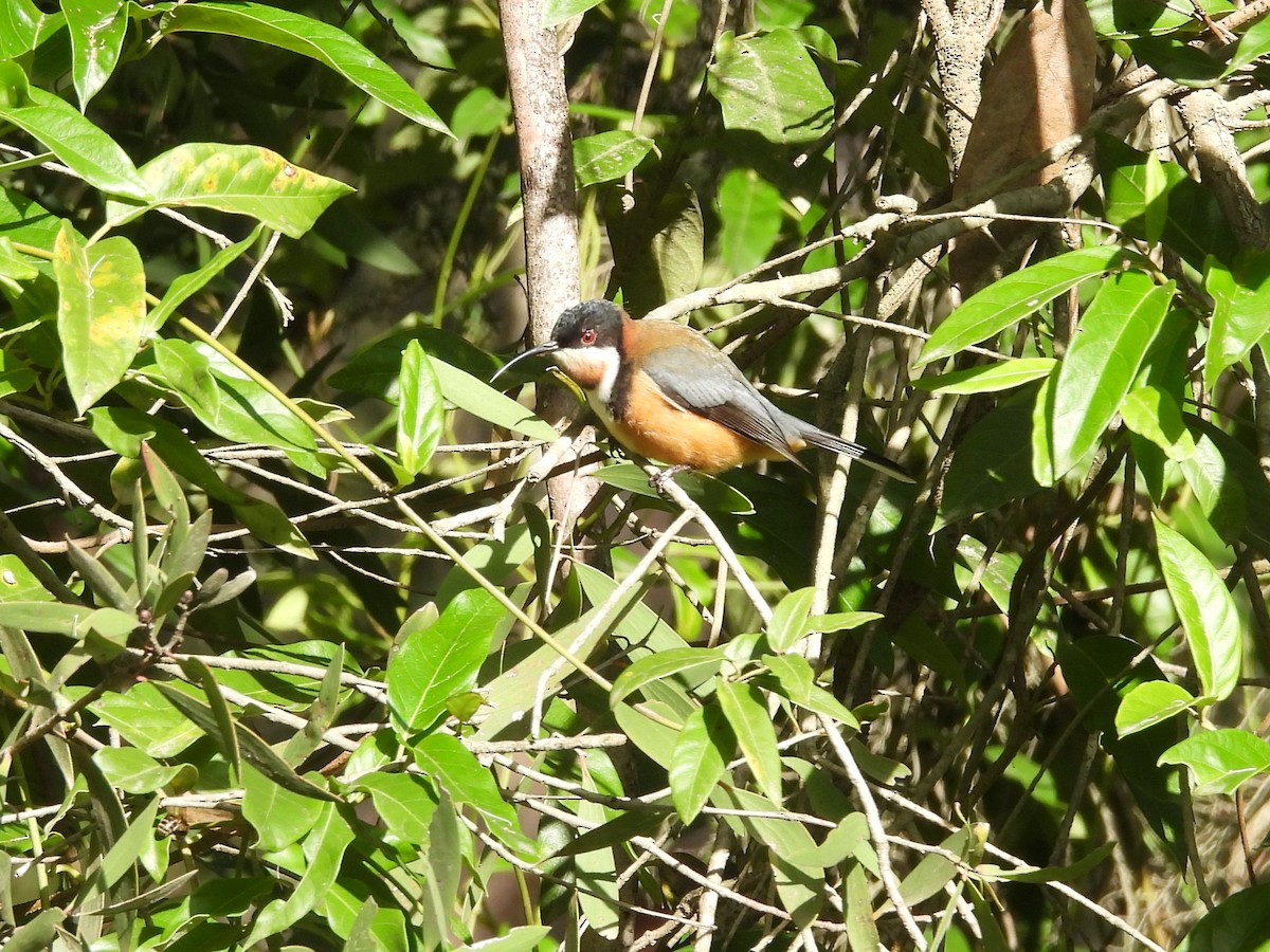 Eastern Spinebill - ML619836867