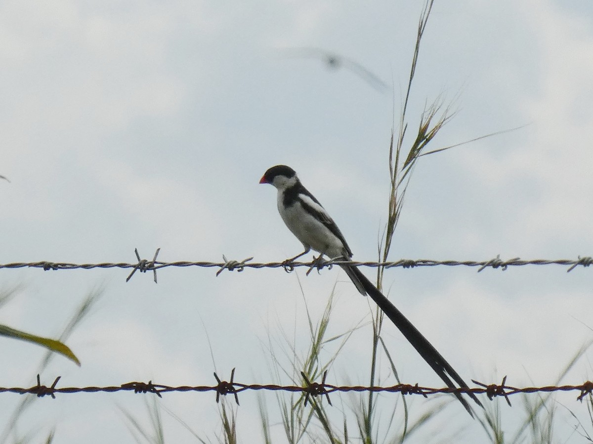 Pin-tailed Whydah - ML619836876