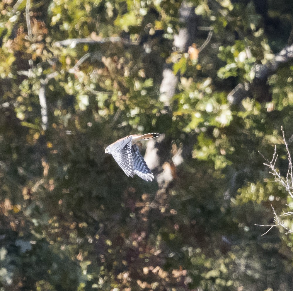 American Kestrel - Phillip Harpootlian