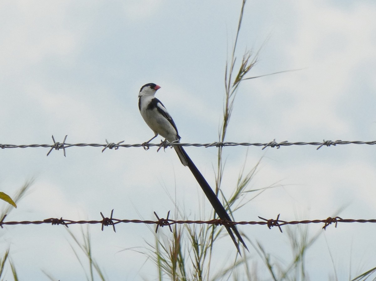 Pin-tailed Whydah - ML619836883