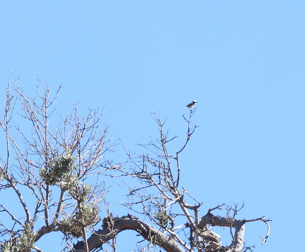 Eastern Black-eared Wheatear - ML619836891