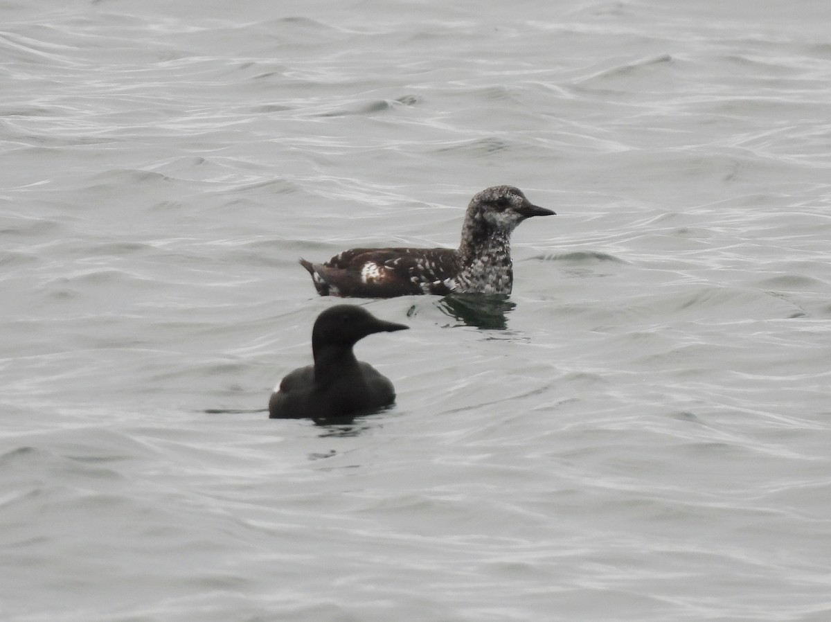 Black Guillemot - Adrián Colino Barea