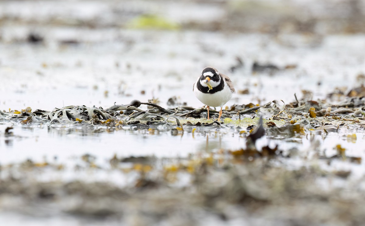 Common Ringed Plover - ML619836903