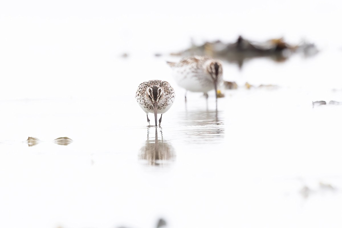 Broad-billed Sandpiper - ML619836907