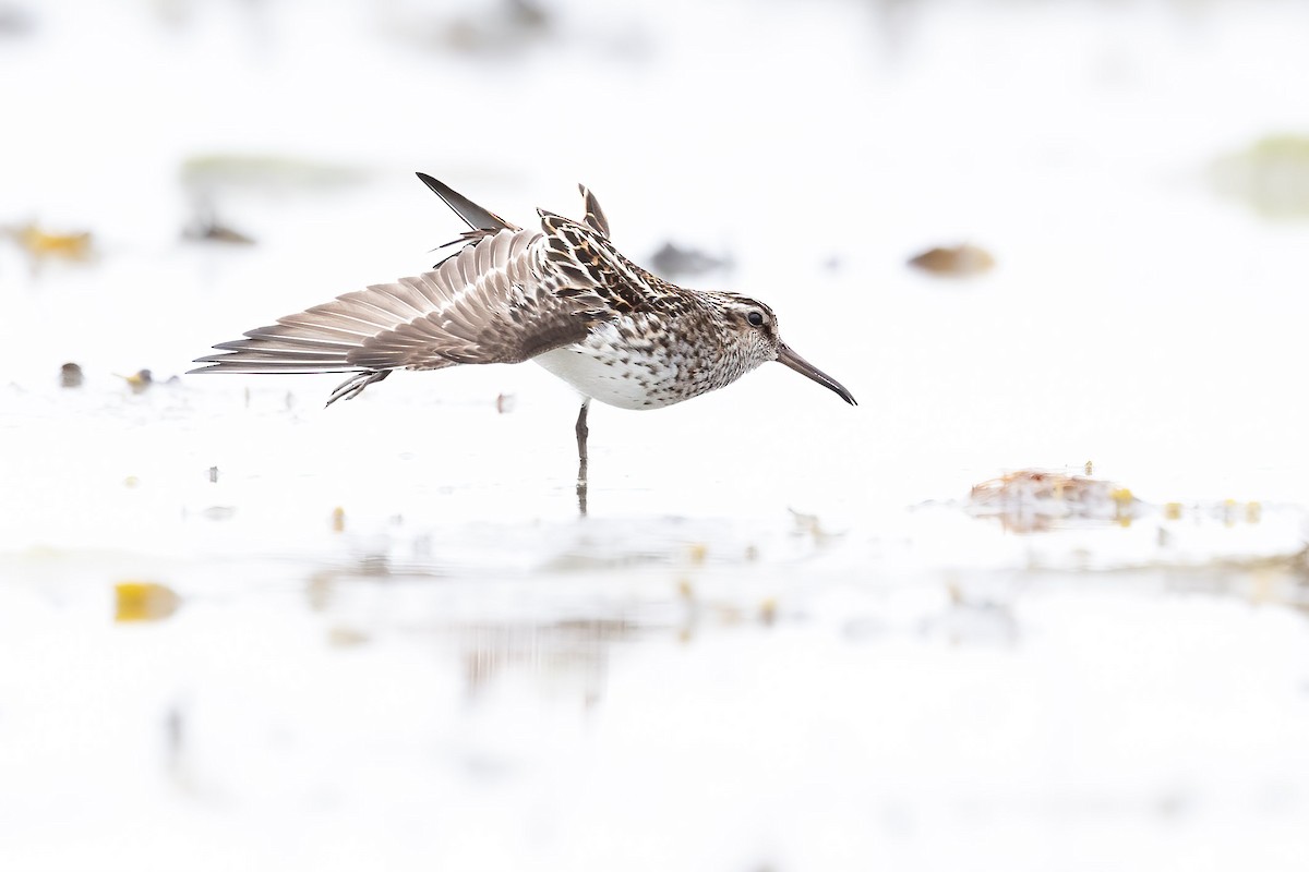 Broad-billed Sandpiper - ML619836909