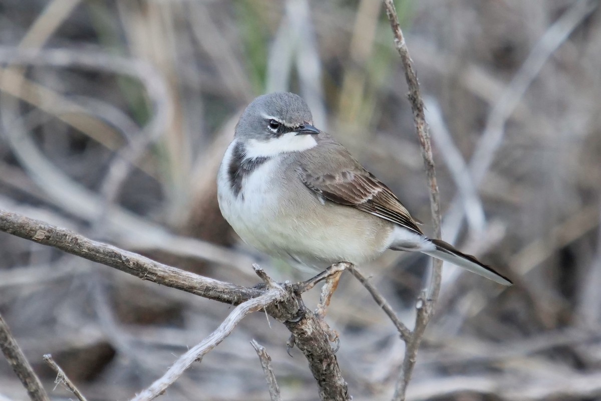 Cape Wagtail - ML619836913