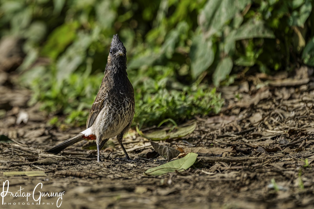 Red-vented Bulbul - ML619836914