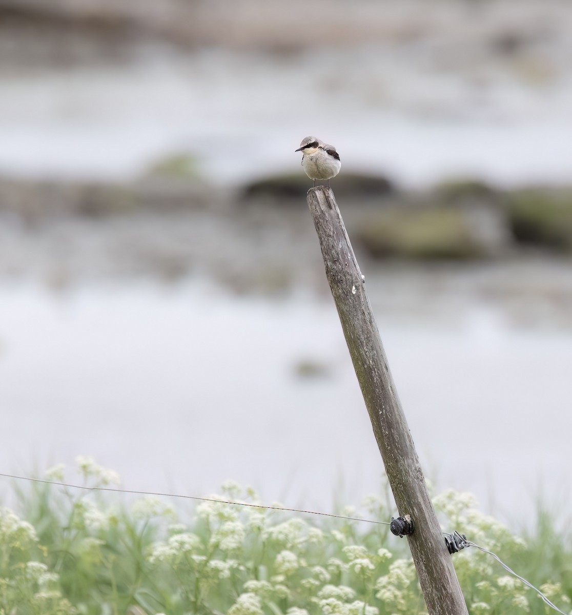 Northern Wheatear - ML619836915