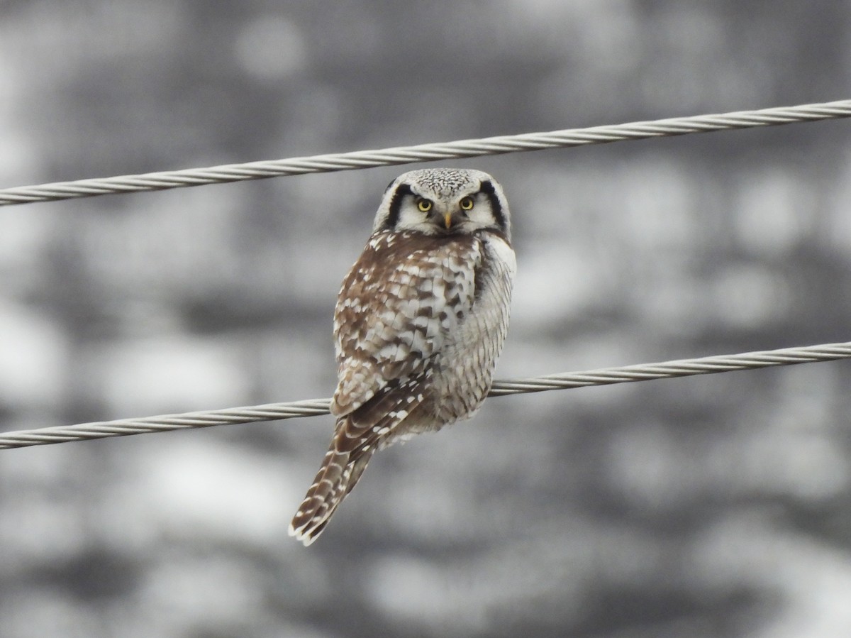 Northern Hawk Owl - ML619836916