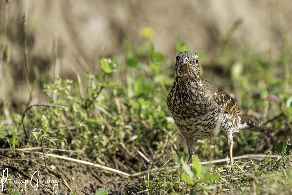 Pied Thrush - ML619836917