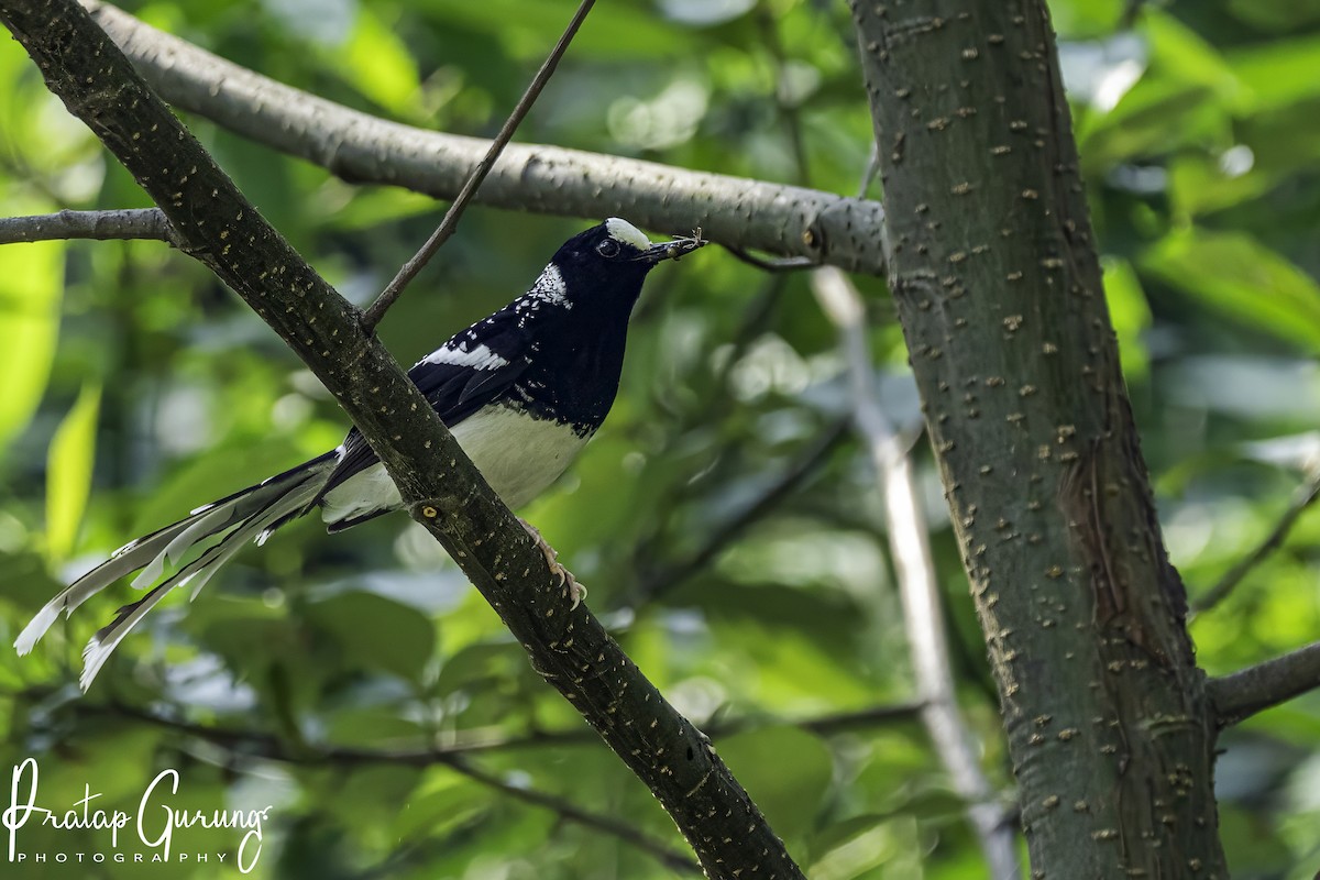 Spotted Forktail - ML619836919