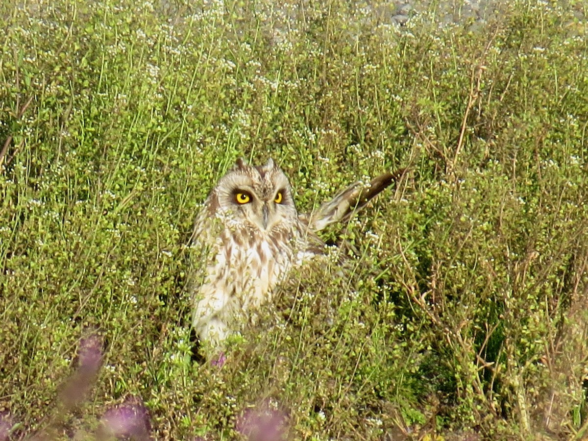 Short-eared Owl - ML619836939