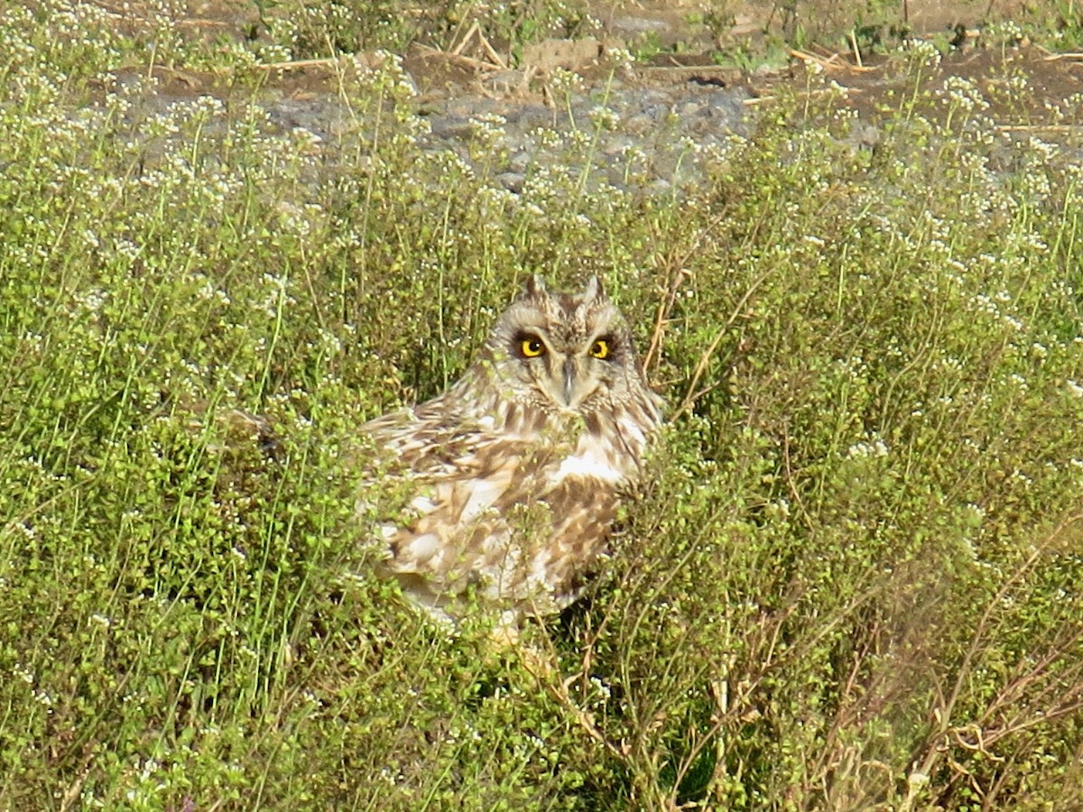 Short-eared Owl - ML619836943