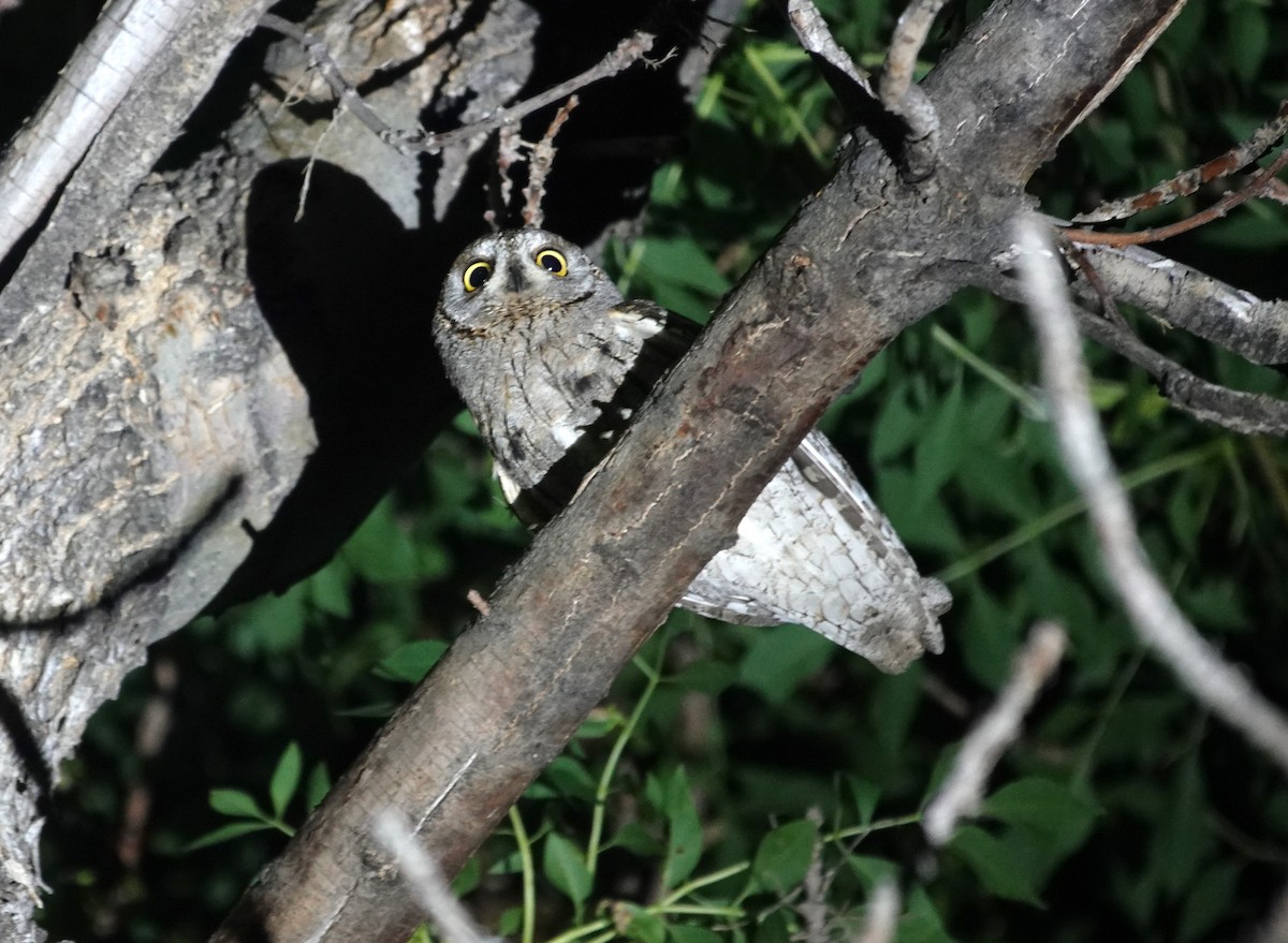 Eurasian Scops-Owl - ML619836949
