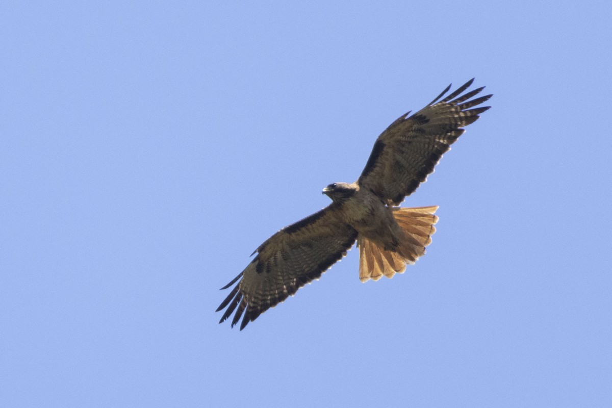 Red-tailed Hawk - ML619836957