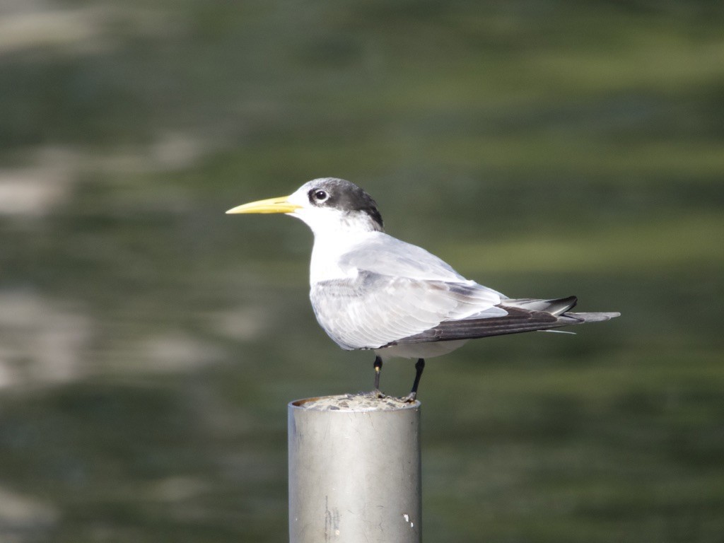 Great Crested Tern - ML619836968