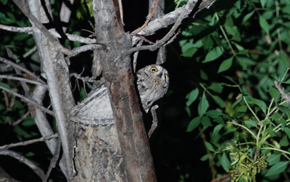 Eurasian Scops-Owl - ML619836986
