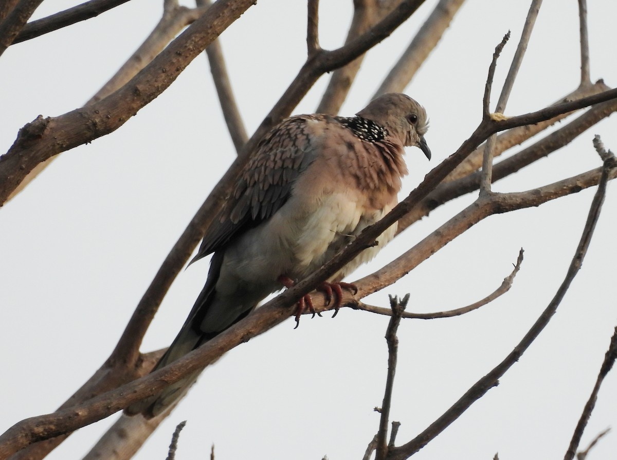 Spotted Dove - ML619836996