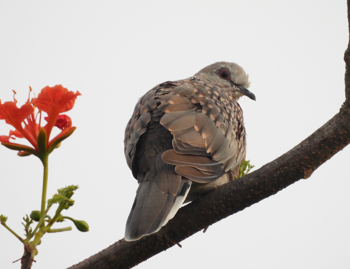 Spotted Dove - ML619836997