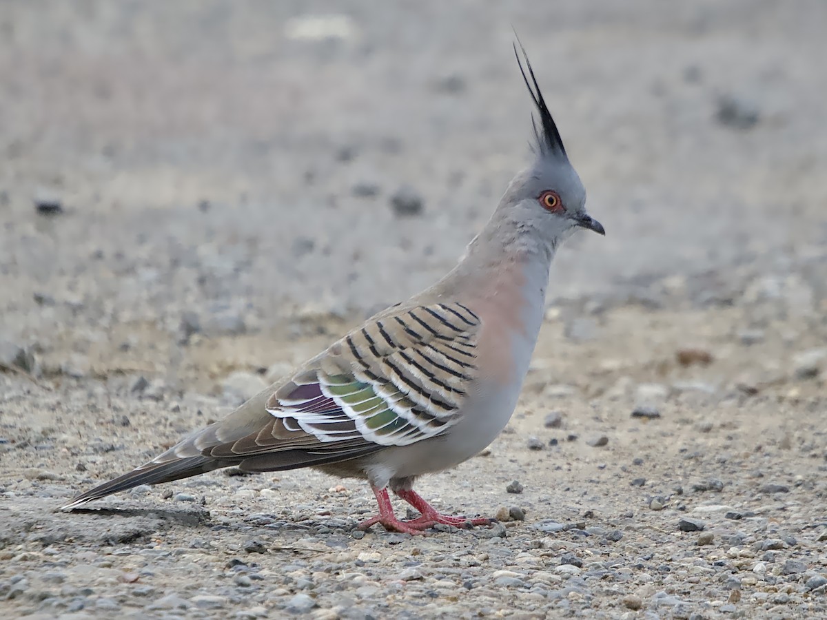 Crested Pigeon - ML619837042