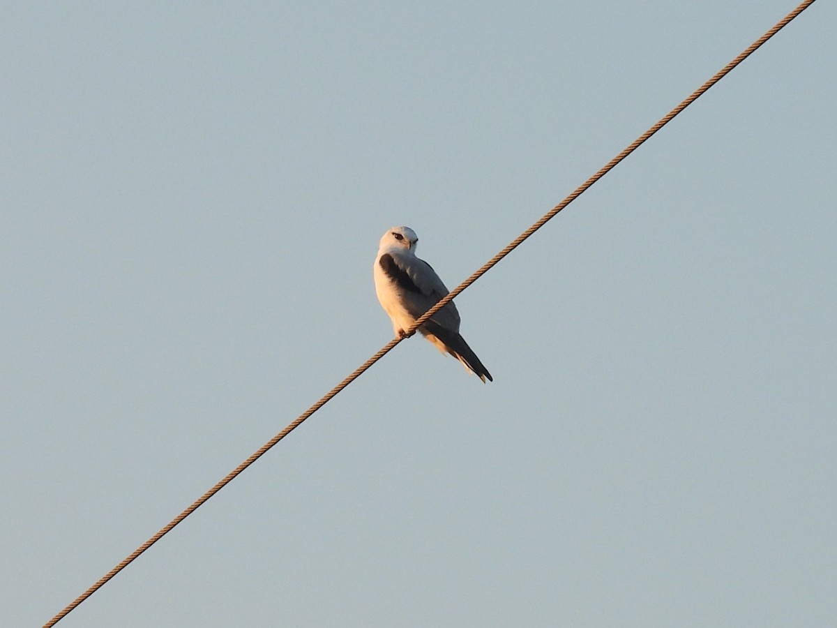 Black-shouldered Kite - ML619837053