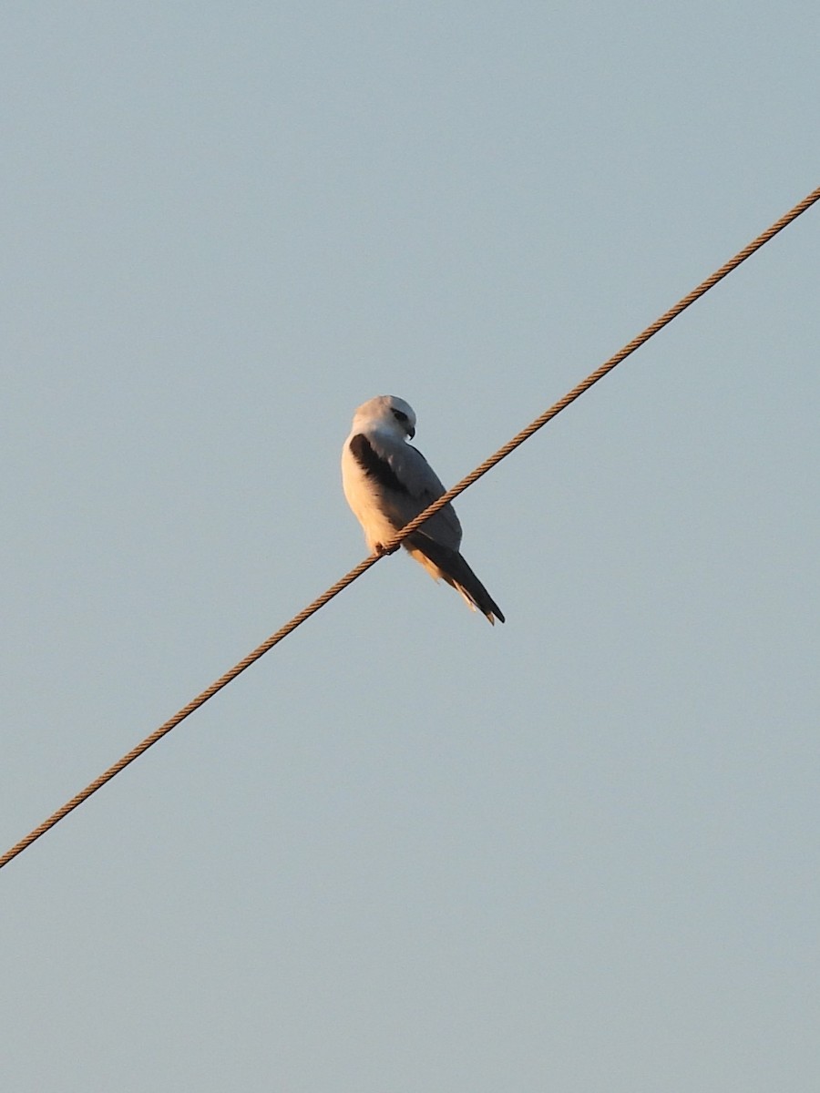 Black-shouldered Kite - ML619837054