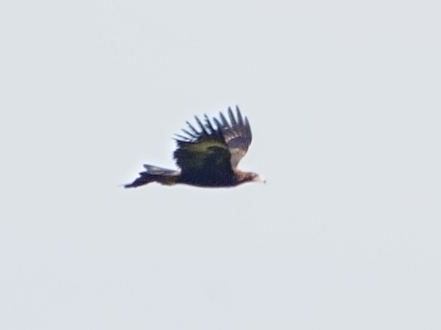 Wedge-tailed Eagle - ML619837065