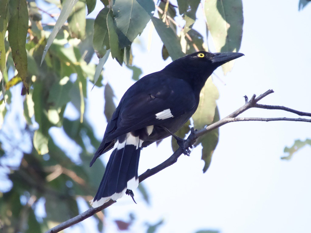 Pied Currawong - ML619837074