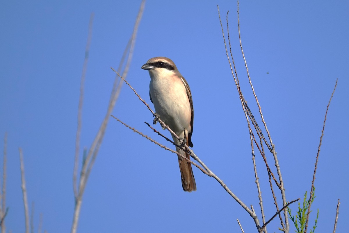 Red-tailed Shrike - ML619837103