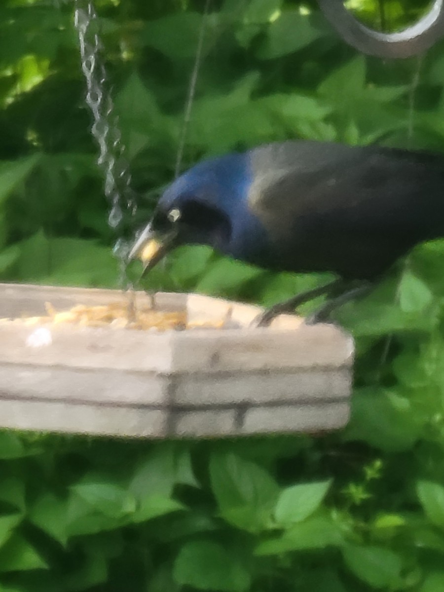 Common Grackle - ML619837121