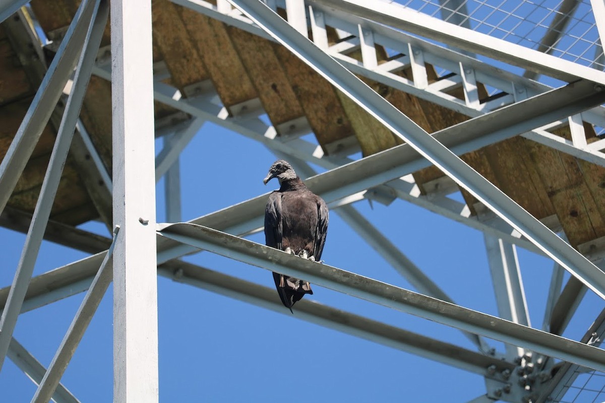 Black Vulture - ML619837127