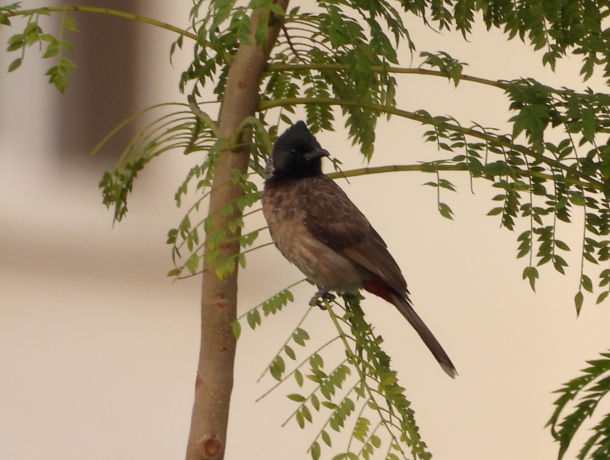 Red-vented Bulbul - ML619837153