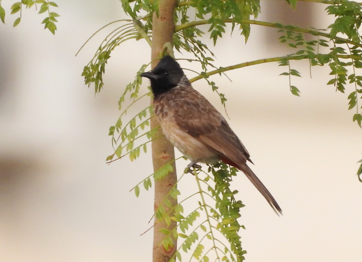 Red-vented Bulbul - ML619837154