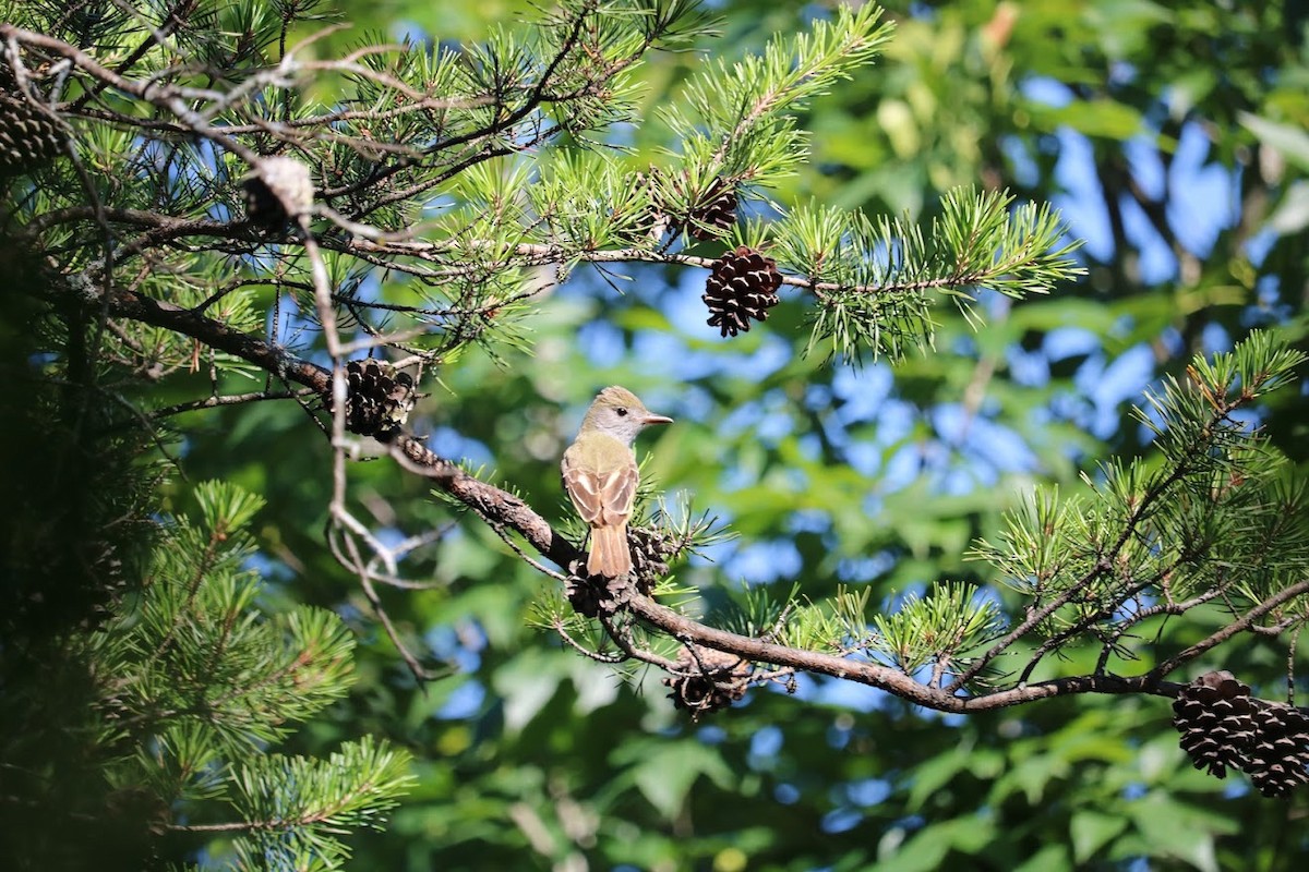 Great Crested Flycatcher - ML619837155