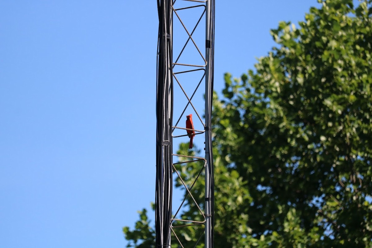 Northern Cardinal - ML619837161