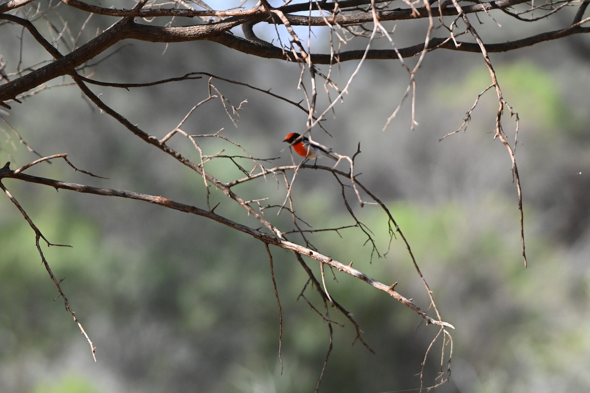 Red-capped Robin - ML619837162