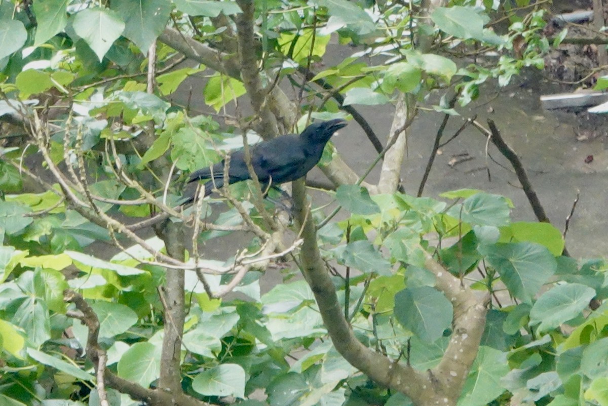 Large-billed Crow - ML619837179