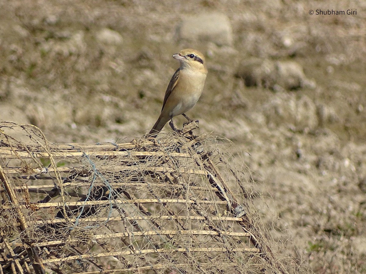 Isabelline Shrike - ML619837205