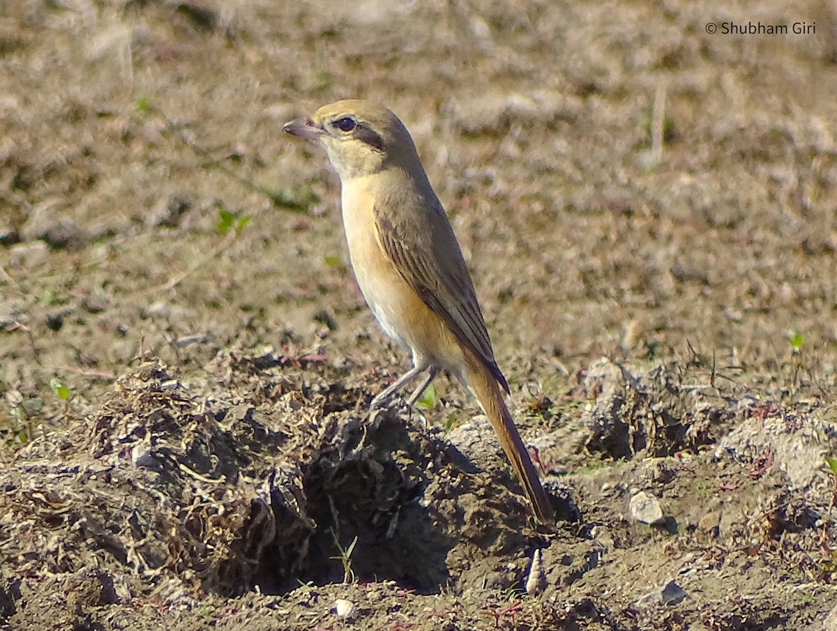 Isabelline Shrike - ML619837206