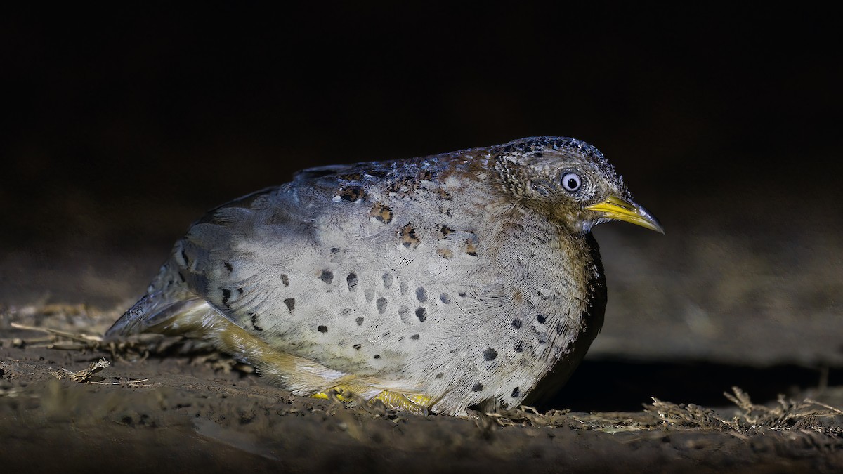 Yellow-legged Buttonquail - ML619837207