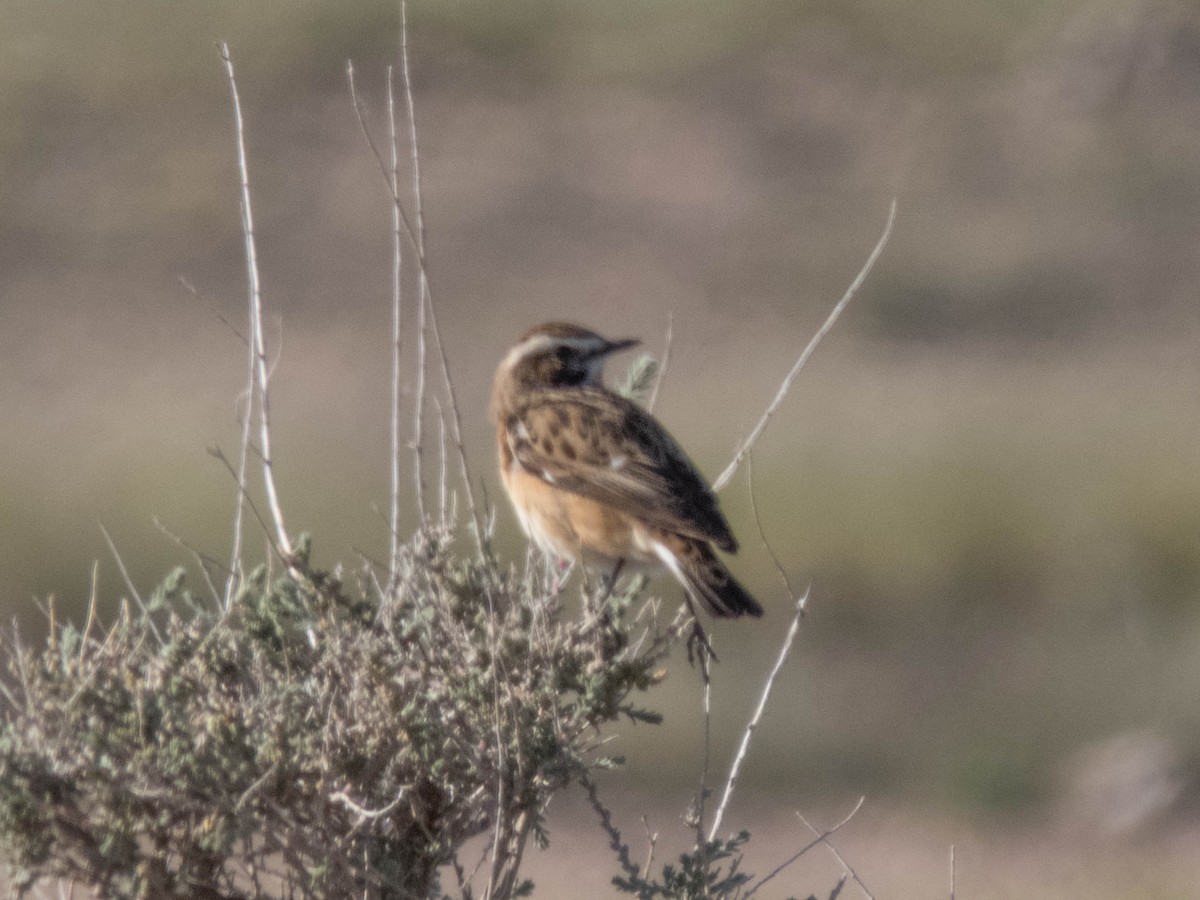 Whinchat - ML619837210