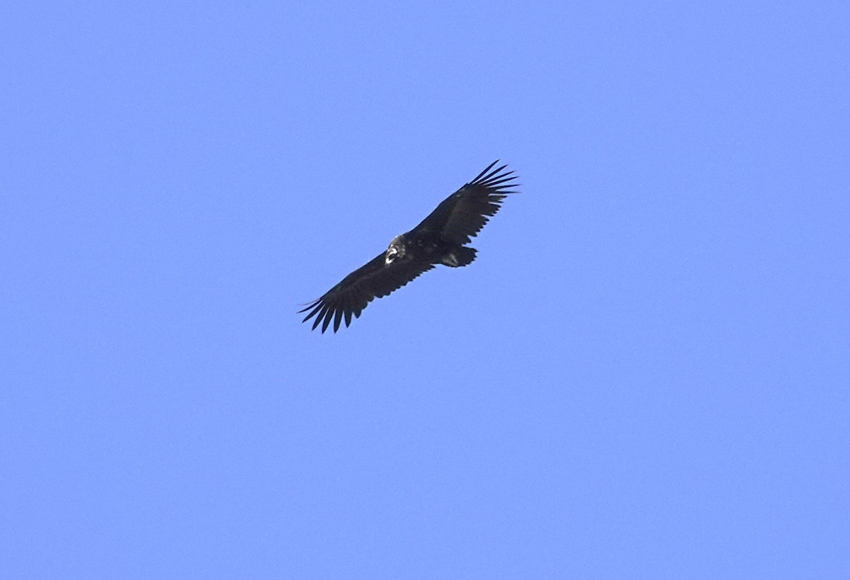 Cinereous Vulture - ML619837211
