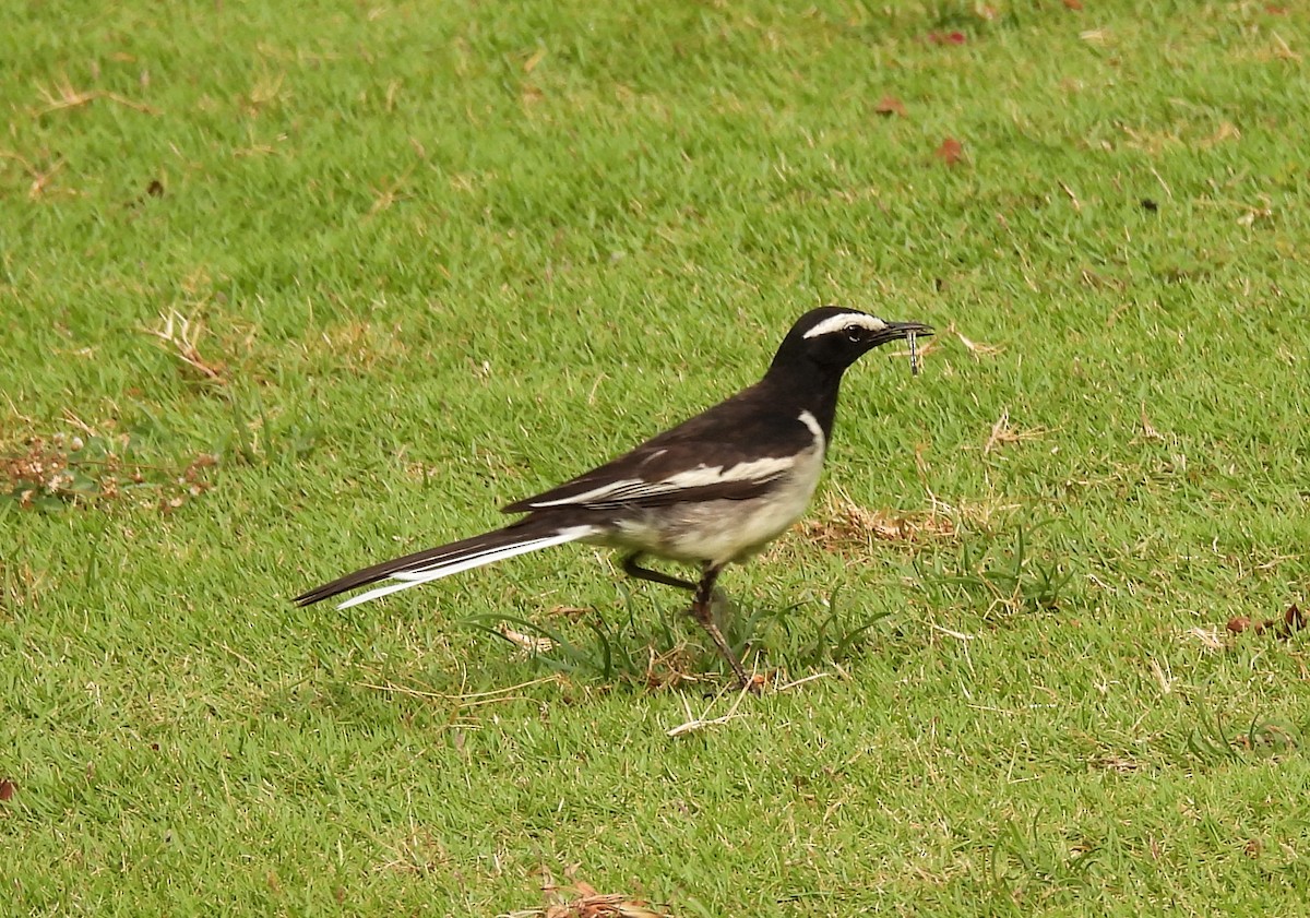 White-browed Wagtail - ML619837216