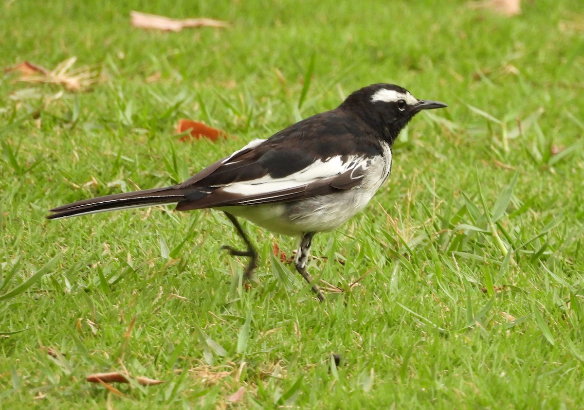 White-browed Wagtail - ML619837218