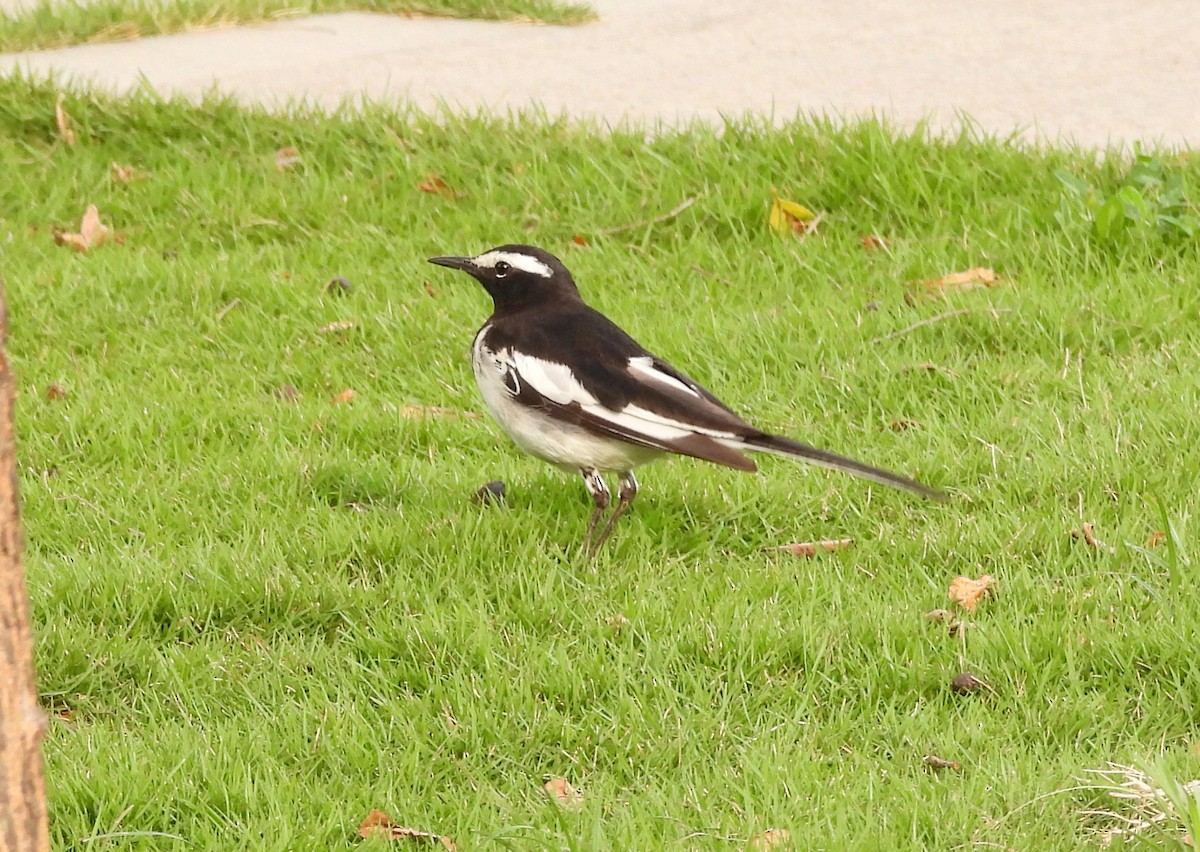 White-browed Wagtail - ML619837219