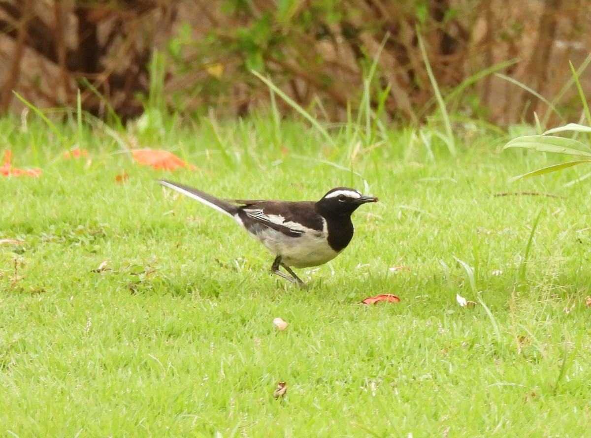White-browed Wagtail - ML619837220