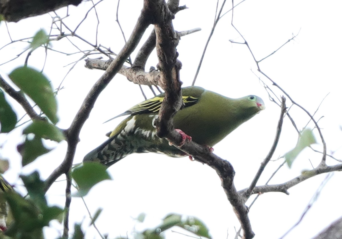 Thick-billed Green-Pigeon - ML619837225