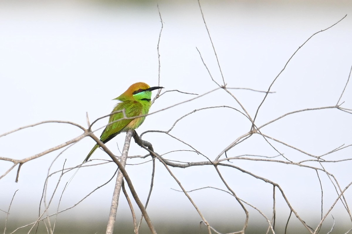 Asian Green Bee-eater - ML619837228